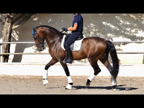 Beautiful and Sweet Spanish Horse Piro free.