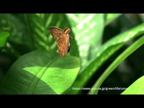 マレーコノハチョウの飛翔
