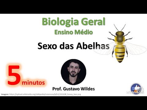 Biologia - Sexo das Abelhas