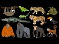 Rainforest Animals - Book Version - Primates, Big Cats, Reptiles & More - The Kids' Picture Show