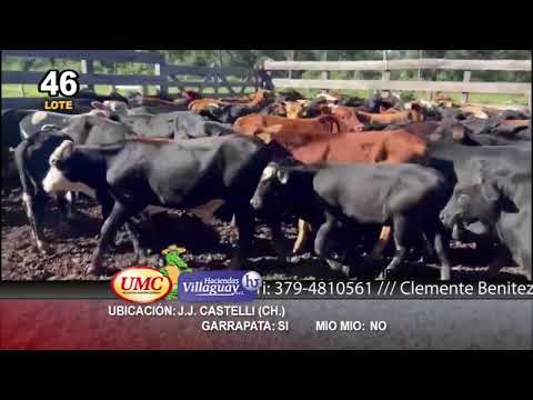 Lote 110 Terneros/as en Chaco, Juan José Castelli