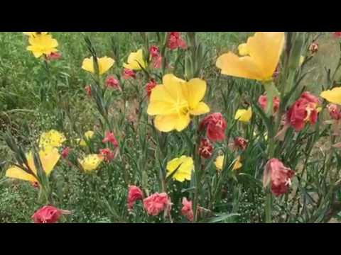 園芸 ピンクの月見草、ピンクの月見草、ピンクの月見草