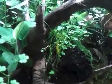 35 lt Yellow shrimps