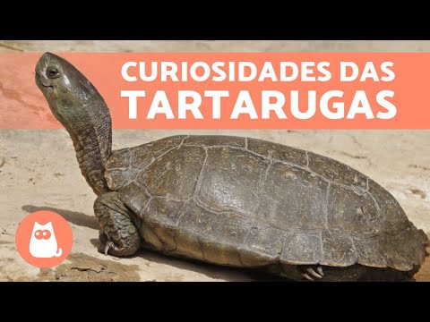 10 CURIOSIDADES sobre TARTARUGAS que você não sabia🐢