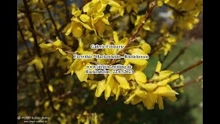 Galerie Fotoserie Forsythie Hackenheim Rheinhessen