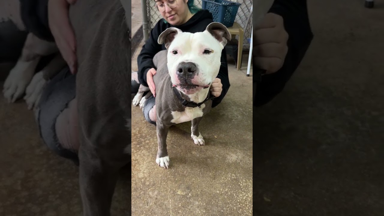 Enlarge MOTO MOTO - Lives up to the name PLS WATCH HIS VIDEO, a Adoptable American Staffordshire Terrier in Clifton, NJ video 3/6
