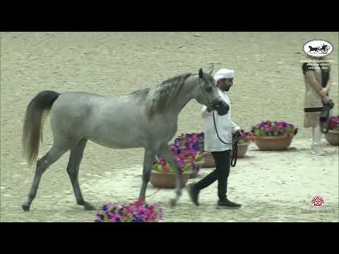 N 75 LAMEES AL BAHYA   Sharjah International Arabian Horse Festival 2022   Fillies 2 Years Old Secti