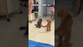 Wwe cat!!!😎😎😎#catlover #cutepets #funny #catsoftiktok #funnyvideo #usaus #foryou #cat