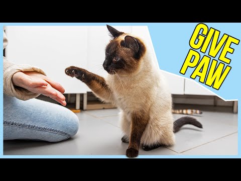 How Our Siamese Cat Trains Us to do This