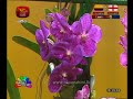 nugasewana-mal-wagawa-03-07-2018