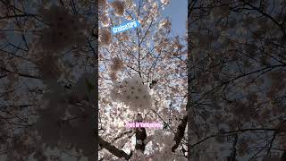 In town for a cruise to Alaska? 🌸it’s cherry blossom season in Vancouver #cruise #alaska #vancouver