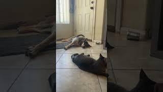 Video preview image #1 Gerberian Shepsky Puppy For Sale in Corona, CA, USA