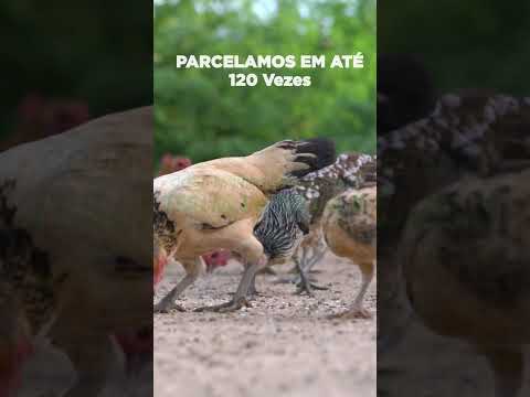 VT Condomínio de Chácaras Rurais Itália em Cláudia/MT