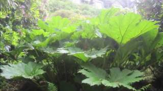 preview picture of video 'Lynton Hewitts Woodland Garden Mid June'
