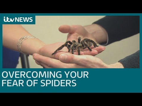 image-How do you get over the fear of spiders? 