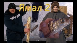 Рыбалка в салехарде добирались на самодельном вездеходе