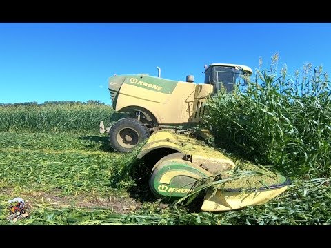 BIG M 450 Krone -  Mowing Sorghum Sudan Grass