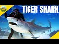 5 Amazing Facts About Tiger Sharks | Shark Facts