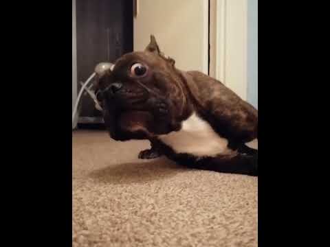 Funny French Bulldog#dogs #dogsoftiktok #funnydogs #usa #dog
