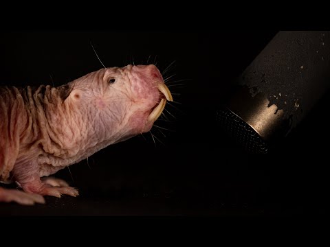 #ScienceMagazine Titelgeschichte: Nacktmulle sprechen Dialekt