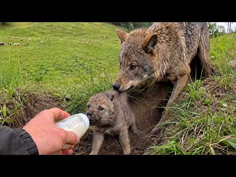 Wow! A mother wolf actually brought her cub 🐺 to me. 🐺😘🐶❤❤❤
