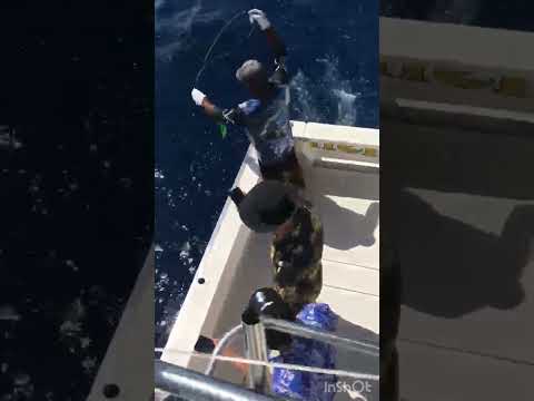 20/08 – 160Kg Blue Marlin Released! - Cavalier & Blue Marlin Sport Fishing Gran Canaria