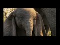 Dumbo Ending Scene