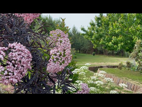 #15 odcinek Ogród Naszych Wspólnych Marzeń 🌤️🌺