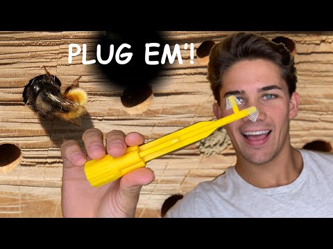 Prevent Carpenter Bees Forever