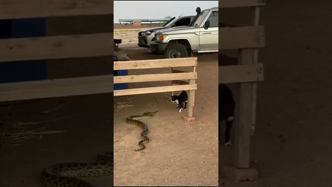 Big Python attack on Black cat#python#cat