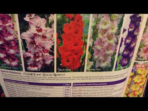 download lagu mp3 mp4 Best Bulb Catalogs, download lagu Best Bulb Catalogs gratis, unduh video klip Best Bulb Catalogs