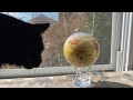 MOVA Political Map Light Powered Auto Rotating Globe Gadgetify