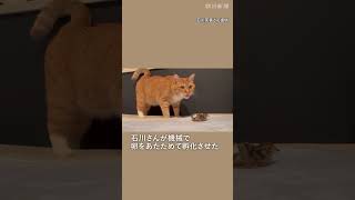 スーパーの卵から生まれたウズラ、すくすく成長中　ネコとも仲良し　#ウズラ #ネコ #有精卵 #shorts