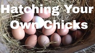 Hatching Your Own Chicks: The Collection and Storing Of Hatching Eggs