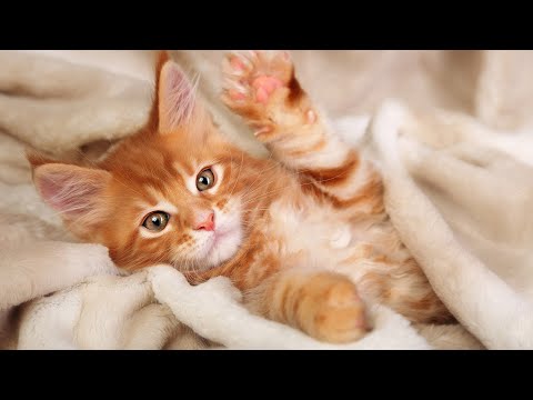 24 Hours Relaxing Music for Cats - Music to Relax Cats, Stress Relief, Peaceful Piano Music😽