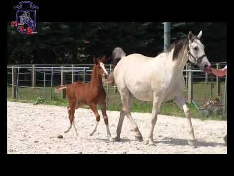 Hengstfohlen v. Kannan x Lando. Sold!