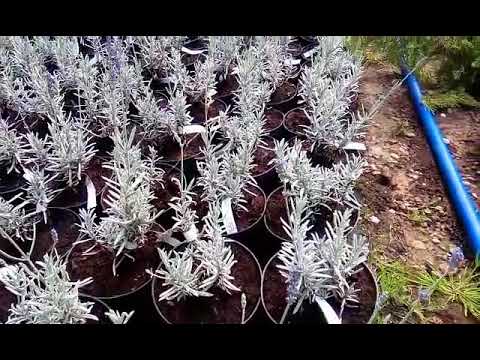Саженцы Лаванды Silver Mist