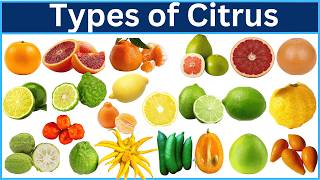 Types of Citrus Fruits | Explore 80 Different Citrus Varieties