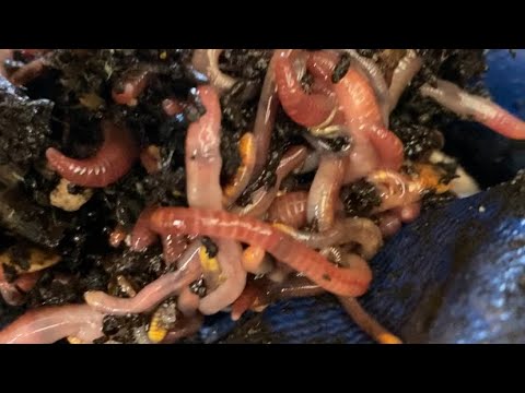 Composting with Craig Ep. 90: Let’s Play Worms Shall We