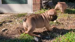 Video preview image #1 French Bulldog Puppy For Sale in MOUNT VERNON, NY, USA