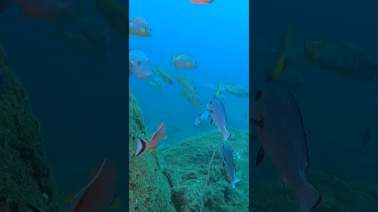 YouTube Short thumbnail