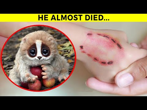 10 simpatici animali che in realtà sono mortali!