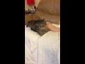 Cat Hates Stinky Feet