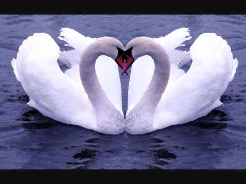 Aleksandar Stojic - Labud plovi