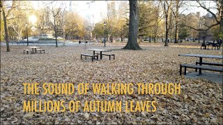 TORONTO LEAFY WALK - The Sound Of MILLIONS Of Autumn Leaves Crunching Underfoot In Queen&#39;s Park - 4K