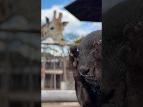 「あのお方、首長くね…？」キリンを初めて見たカワウソの面白可愛い反応😳😳 The Adorable Reaction of an Otter Seeing a Giraffe #shorts