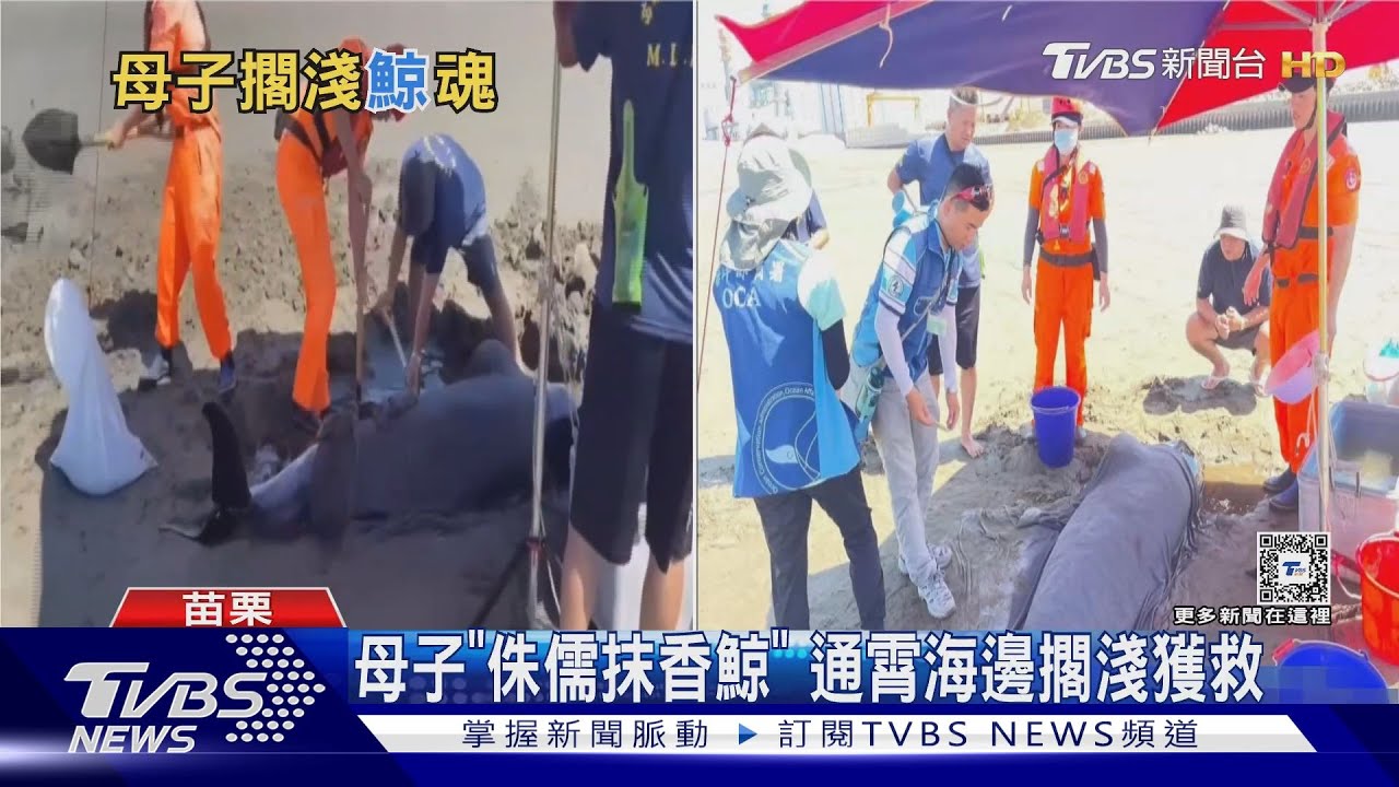 母子「侏儒抹香鯨」　通霄海邊擱淺獲救