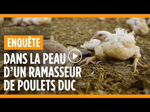 DANS LA PEAU D’UN RAMASSEUR DE POULETS DUC