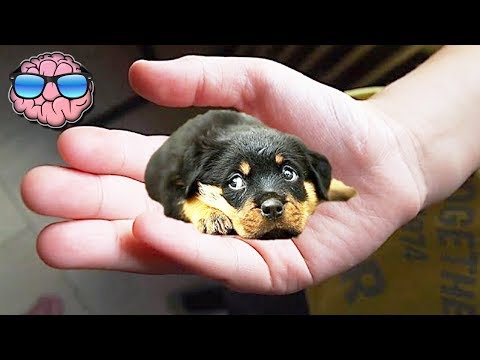 Top 10 SMALLEST DOG BREEDS