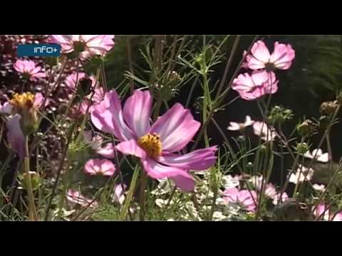 Gradišku će na proljeće ukrašavati više ruža